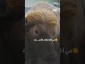 كيف تدخلت الحكومة البنغالية لإنقاذ الجاموس "ترامب" من الذبح؟