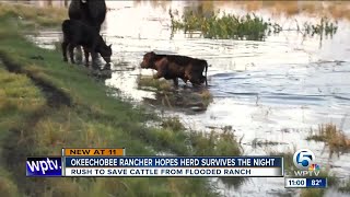 Okeechobee cows in jeopardy after leaky dike floods ranch