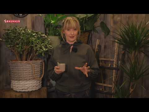 Video: Pokrivač tla za olovne biljke - informacije o razmnožavanju olovnih biljaka