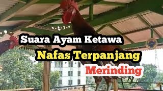 Suara Ayam Berkokok Terpanjang Dan Gacor || Ayam Ketawa