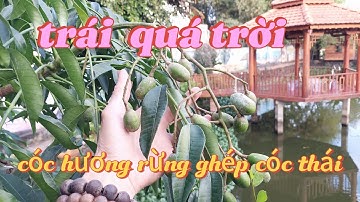 Cóc hương rừng (cóc đá)ghép cóc thái sau gần 1 năm ra siêu trái