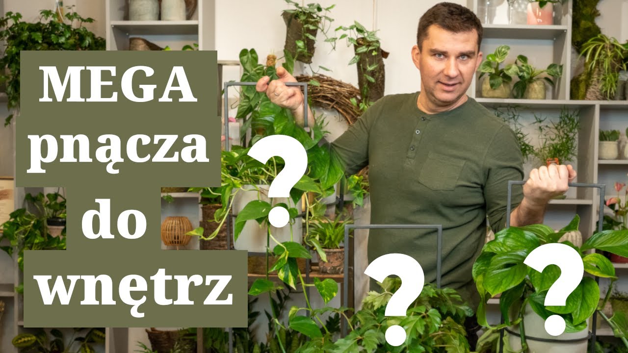 Proste w uprawie rośliny- pnącza  Mega monstera oraz cissus