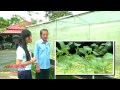 ปลูกผักปลอดสารพิษสร้างรายได้ด้วยการแปรรูป