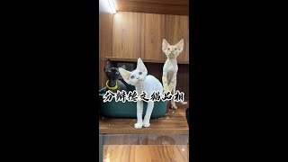 如何分辨德文猫的品相#壮实说猫 #德文卷毛猫壮实说猫