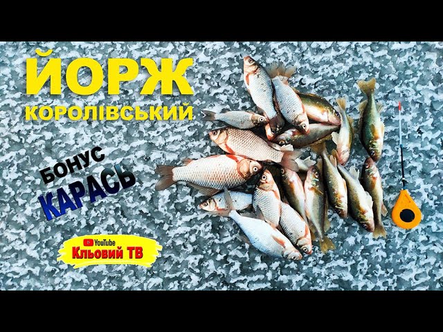 Йорж королiвський