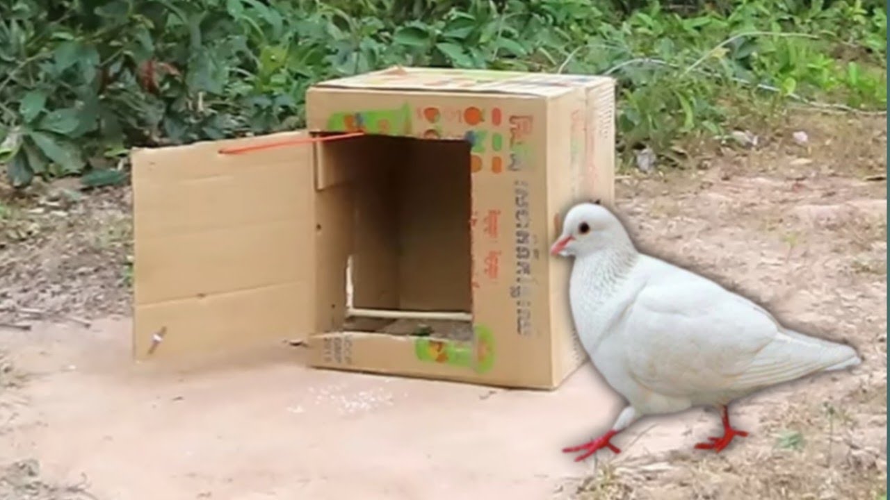 Experiment Making A Pigeon Trap Using A Paper Box And Wood YouTube