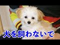 これを見ても本当に犬を飼いたいと思いますか?