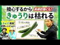 【図解】キュウリはどのように育っているのか？【おすすめの仕立て】剪定・摘心