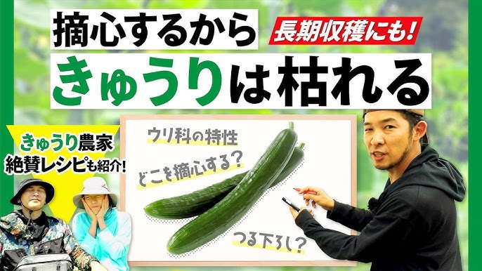 キュウリの収穫量を上げるための子づる摘芯のやり方 整枝方法 21 5 5 Youtube キュウリの収穫量を上げるための子づる摘芯のやり方 整枝方法 21 5 5 Youtube