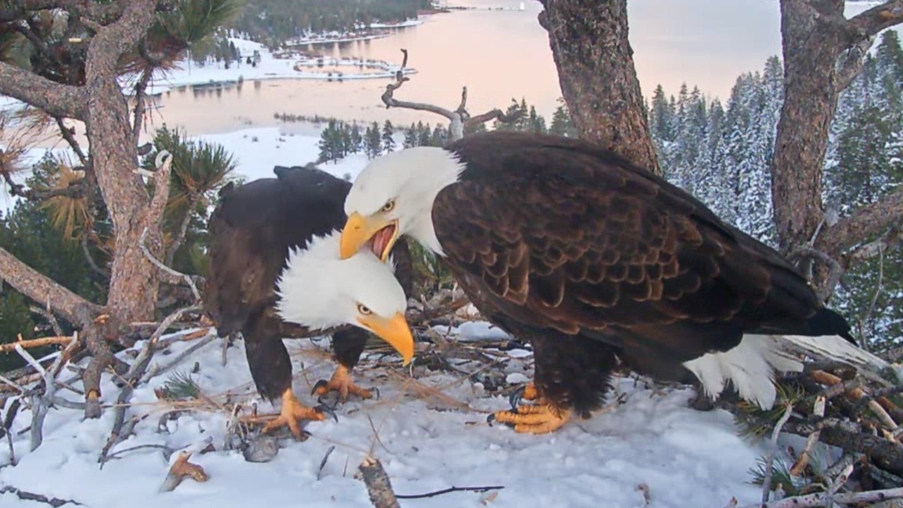 FOBBVCAM Eagles🦅 Jackie Nibbles Shadow's Neck on Frisky Friday Date Night 💞 2026 Feb 20