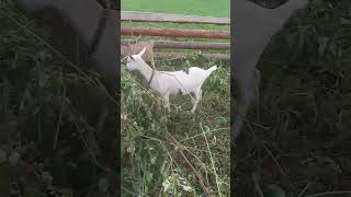 Весёлая коза Белочка кушает веточки