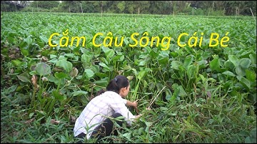 1236 / Cắm câu đêm sông Cái Bé