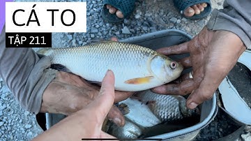 Tập 211 - Câu Cá Tra Sông Mà Dính Toàn Cá Rô Mề To To