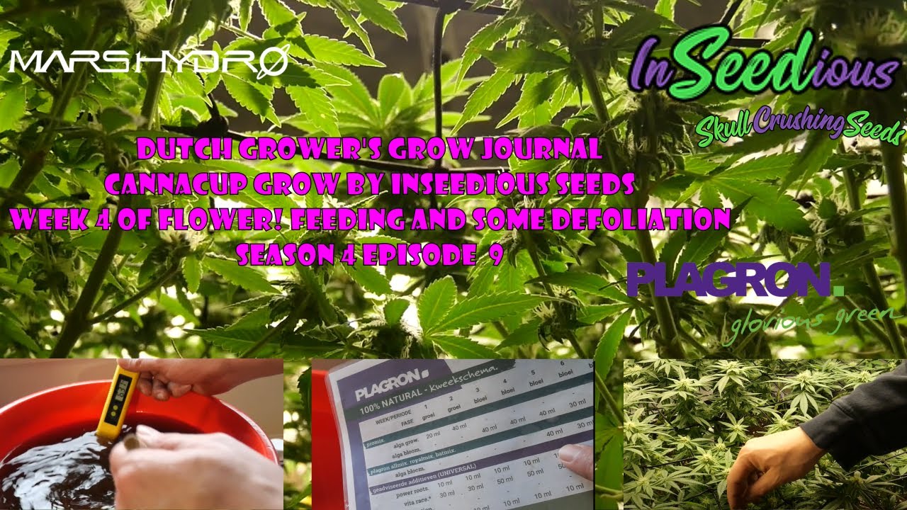 DUTCH GROWERS GROW JOURNAL / INDOOR CANNACUP GROW BY INSEEDIOUS / Week 4 of Flower / S.4 E.9