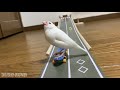 スケボーで遊ぶ文鳥４