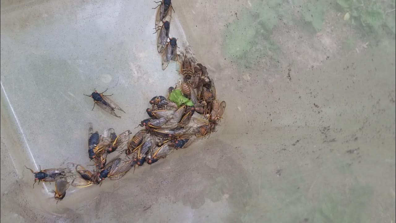 Feeding cicadas to the chickens YouTube