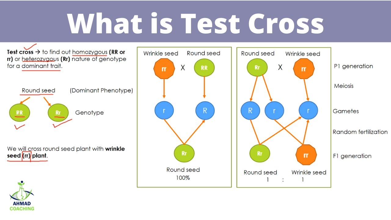 assignment on test cross