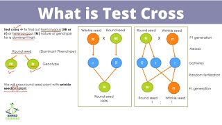 What is Test Cross | Inheritance and Genetics