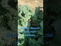 Growing Organic English Rape Using A Simple Model Of Chicken Manure And Straw Growing Organic English Rape Using A Simple Model Of Chicken Manure And Straw