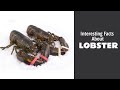 Interesting Facts About Lobster