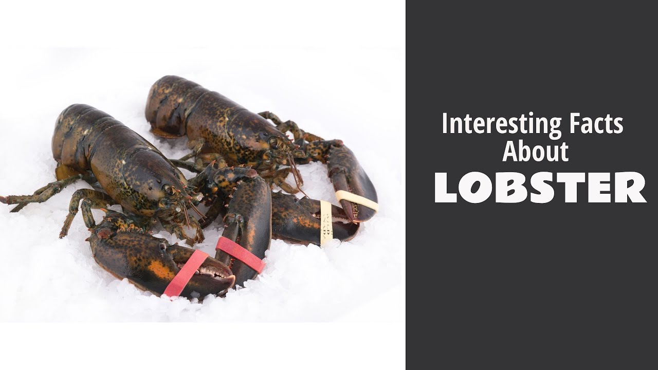 Interesting Facts About Lobster | Food Drink Magazine