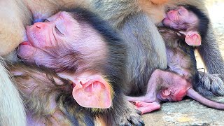 So Sweet..!! Monkey MALIKA Breastfeeding Her Newborn And Checking CareFully.