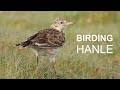 Birding Hanle, Ladakh, India