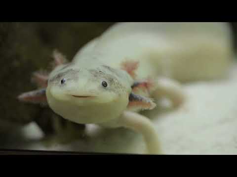 Axolotls#Amphibians#Regeneration#AquaticLife#Neoteny
