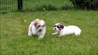 Leuke boomer pups aan het spelen.