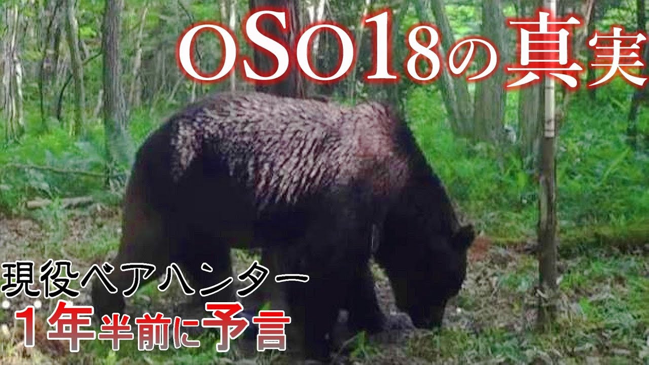 【永久保存版】OSO18完全解説～ある牛襲い羆の最期～