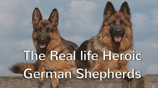 Top 10 Heroic German Shepherd Dogs by Dog Breed Info Share 2,272 views 6 years ago 5 minutes, 9 seconds