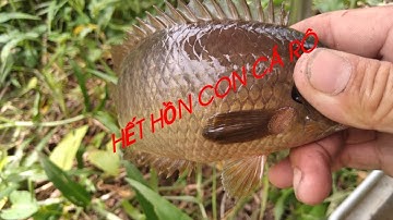 câu cá rô đồng đụng phải con cá rô kỳ lạ trong đám lục bình Trung Miền Tây T8