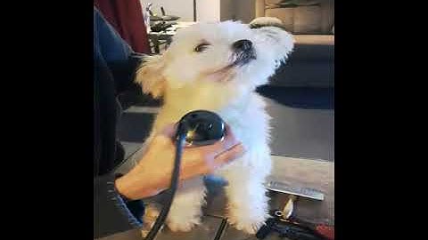 Behaviour Modification for Dogs with Dr. Liana Mawer - Part 5