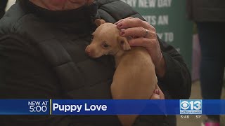 "Puppy Bowl" exposure makes impact at Sacramento SPCA