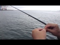 アジのウキ釣り