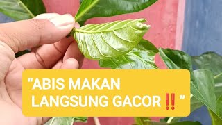 👉 Abis Makan Daun Ini Langsung Gacor Nonstop 🔥 Burung Auto Nyaut Terus!
