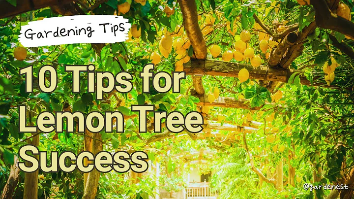 Avoid These Mistakes: 10 Tips for Lemon Tree Success