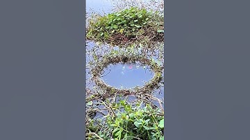 #shorts đam mê câu lure câu cá giải trí #541 #fishing #cauca