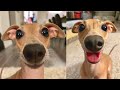 Very Funny Italian Greyhound ❤ - Must Watch!!🤣🤣🐕🐕...