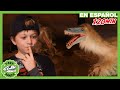 Aventura Jurásica: Dinosaurios Gigantes para Niños | T-Rex Rancho | Moonbug Kids - Parque en Vivo!