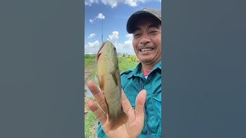 #shots #fishing câu cá rô đồng thiên nhiên