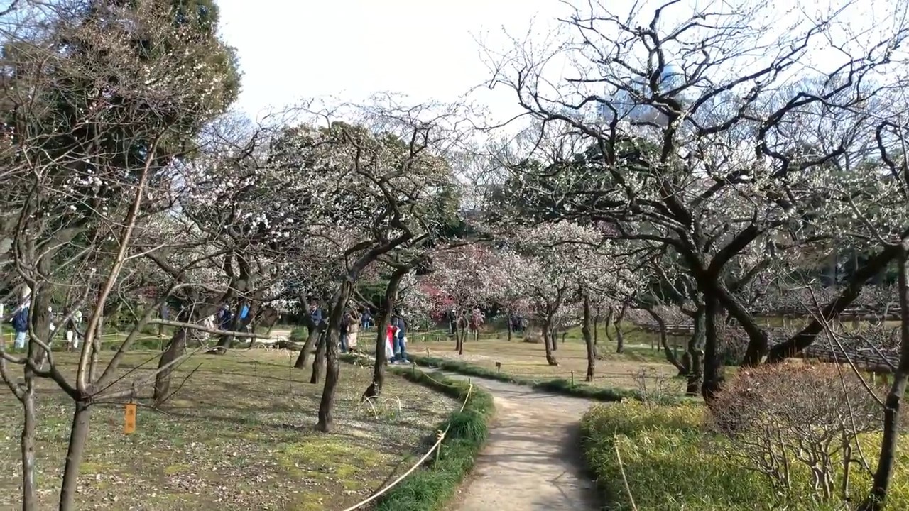 小石川後楽園の梅 Plum Blossom Of Koishikawa Korakuen Youtube