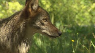 La semaine verte | Des coyotes et des fermes