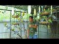 Amazing Parakeet Aviary Breeding - Advantages and disadvantages of keeping Parakeets-Colony Breeding