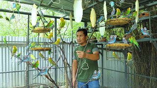 Amazing Parakeet Aviary Breeding  Advantages and disadvantages of keeping ParakeetsColony Breeding