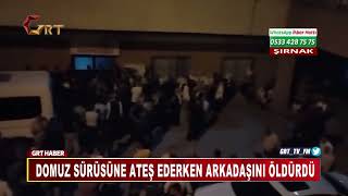 Domuz Sürüsüne Ateş Ederken Arkadaşını Öldürdü