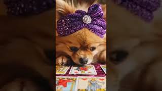 Шпиц-гадалкин спешит на помощь) #таро #таролог #картытаро #тарорасклад #shorts #tarot