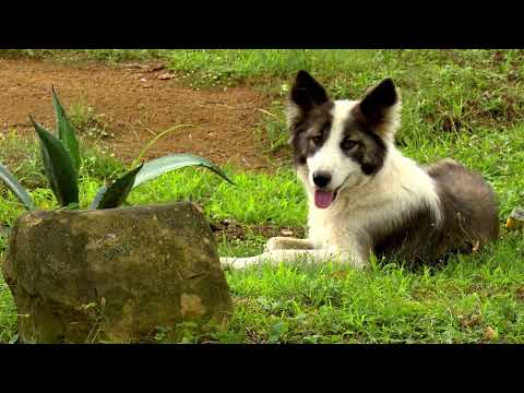 ეთნოფორი • etnopori (ანონსი / რიგით 213-ე) 23.07.2020 წ.