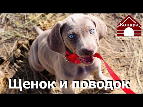 135. Как приучить собаку к поводку. Щенок и поводок