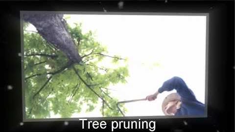 Tree Service 78736 | (512) 731-8956